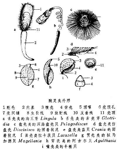 腕足类外形