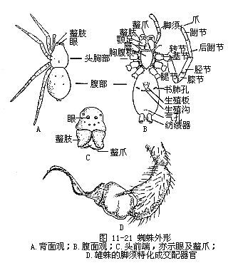 螯肢