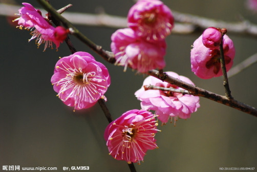 梅花