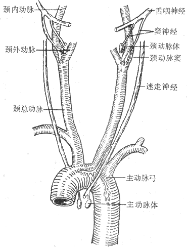 化学感受器