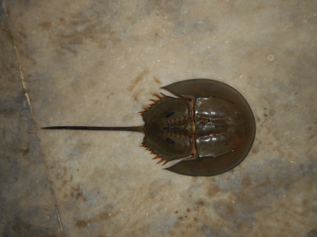 南方鲎（Tachypleus gigas）