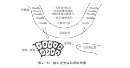 组织液