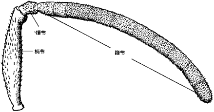 触角的构造 