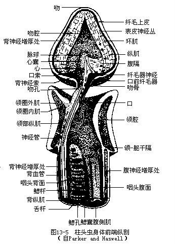 图13-5