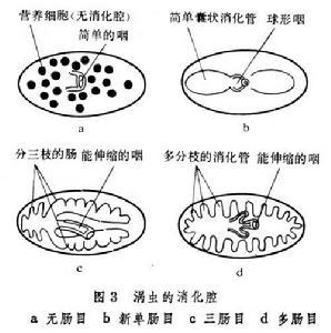 涡虫纲