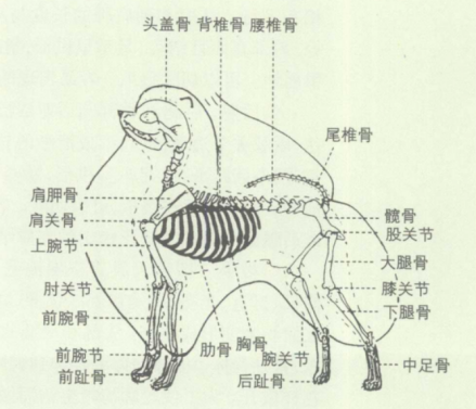 骨骼特征