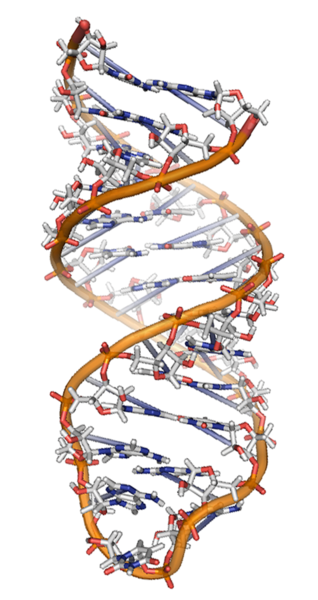 图1 核糖体RNA