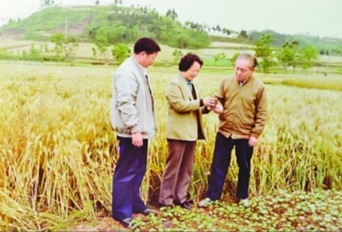 杨汝岱同志（右一）考察粮食生产