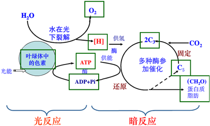 光合作用