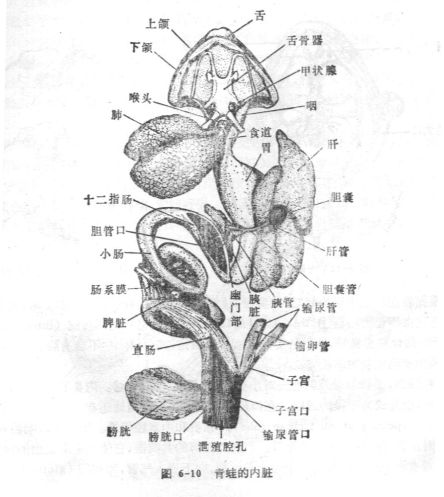 高等动物（蛙）的消化系统示意图