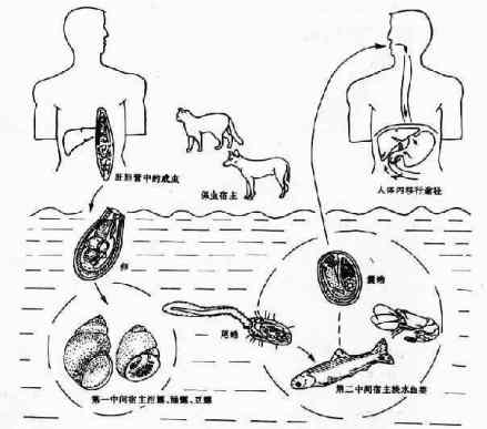 华枝睾吸虫生活史