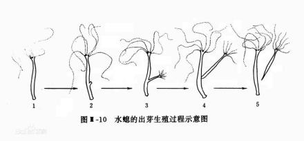 出芽生殖