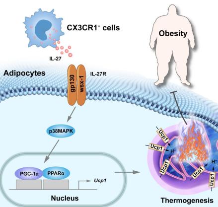 IL-27作用到脂肪细胞燃烧脂肪模式图　暨南大学供图