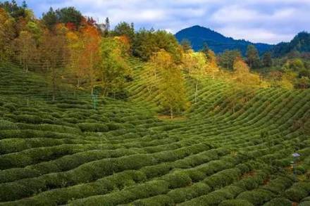 金龙山镇风景