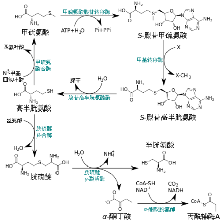 高半胱氨酸的合成和降解