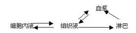 多细胞生物内环境