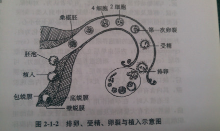 排卵、受精、卵裂与植入示意图