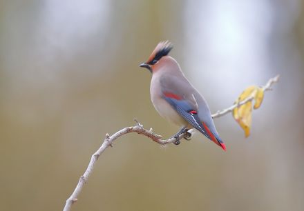 小太平鸟