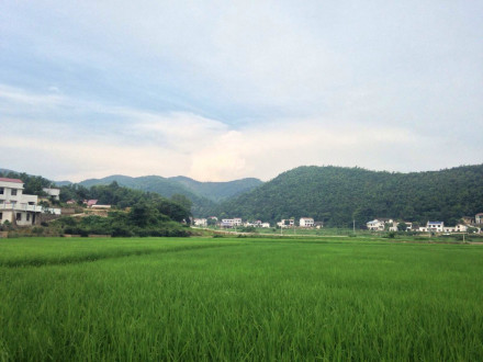 莲花镇风光