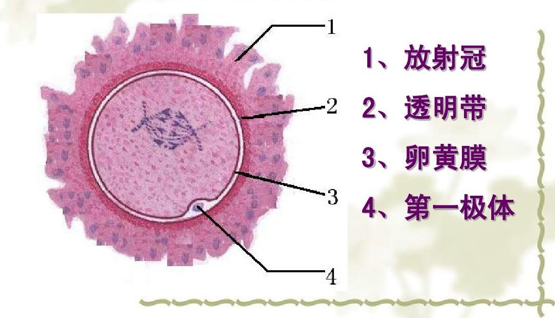 卵细胞结构图 来源于百度图库