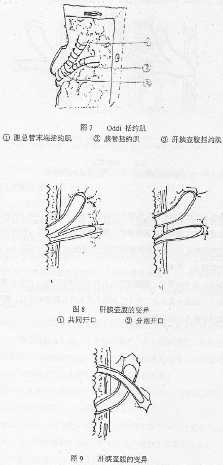 后主静脉