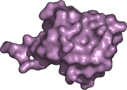 molecular surface of ubiquitin