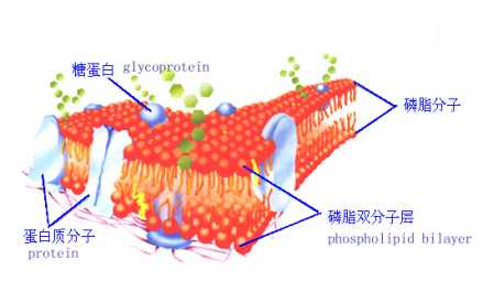 细胞膜