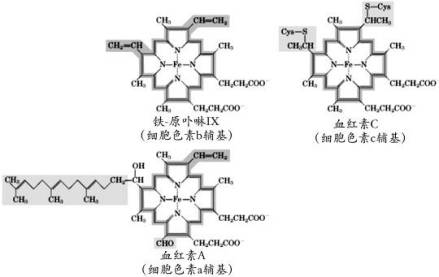 细胞色素辅基