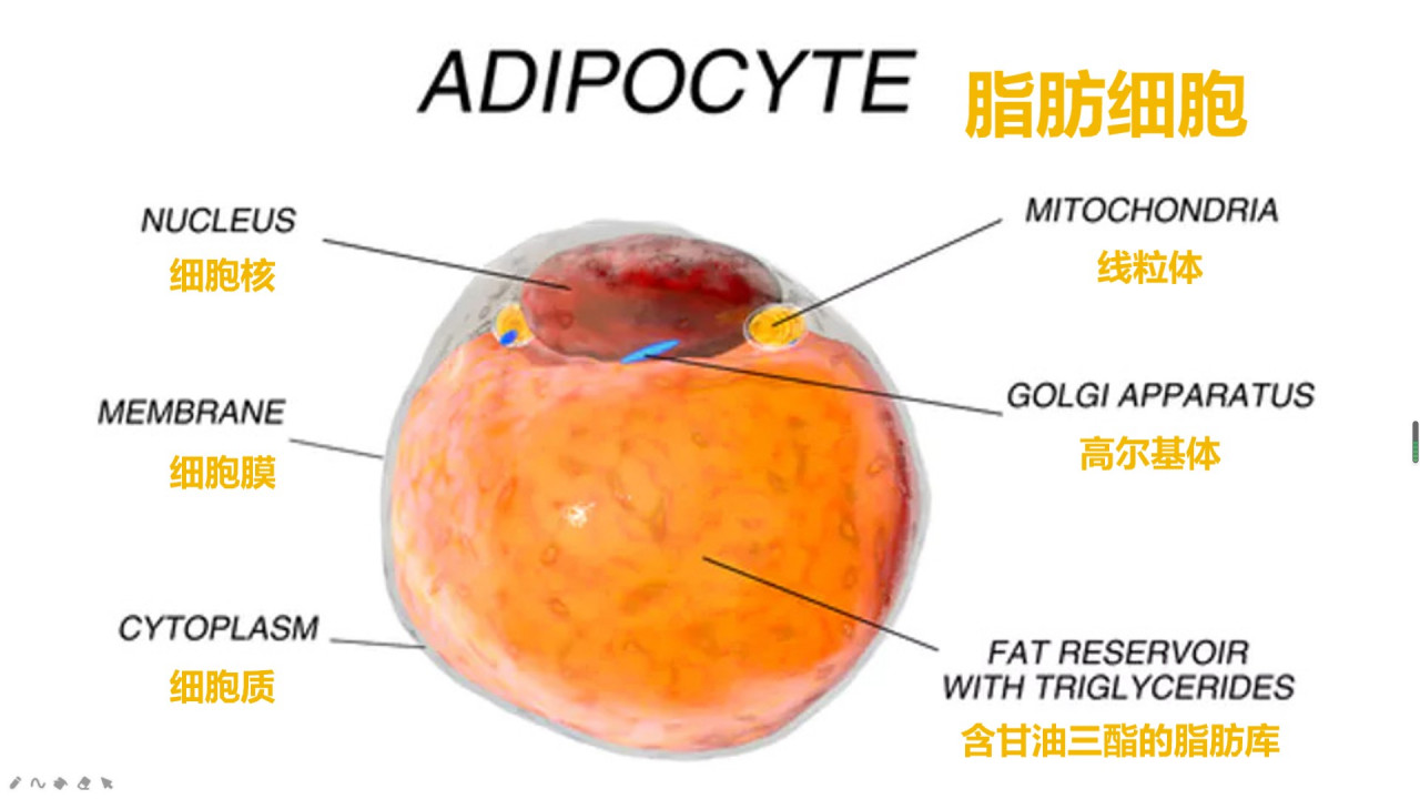 脂肪细胞 