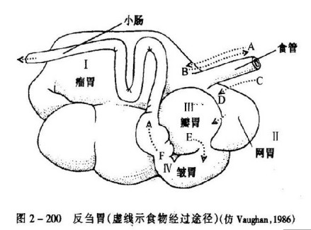 反刍胃