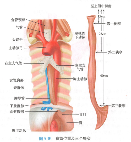 食管位置及三个狭窄 