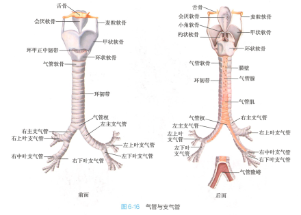 气管与支气管 