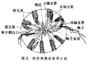 球栉水母