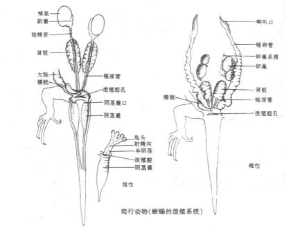 泄殖孔