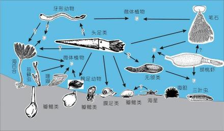 奥陶纪主要海洋生物食物网结构图