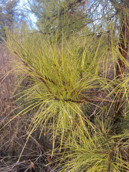 松属植物