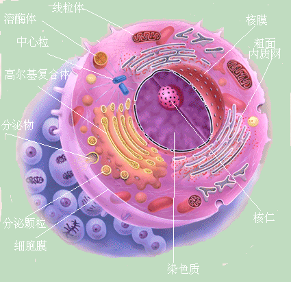 人体细胞