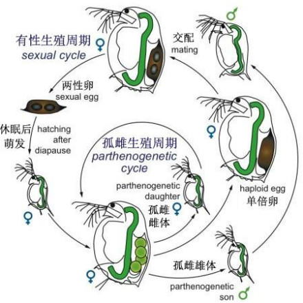 枝角类Daphnia的有性生殖与孤雌生殖的交替