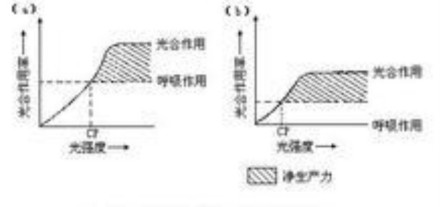 光照强度对植物影响