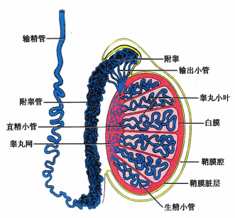 睾丸与附睾模式图 来源于《组织学与胚胎学》人卫第9版教材 