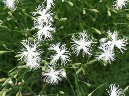 雪花Dianthus ‘Snowflake’