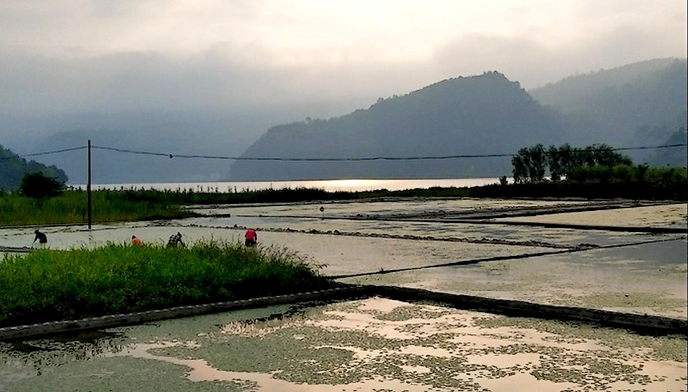 马湖莼菜种植基地