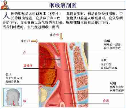 喉咙