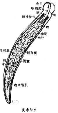 淡水纽虫