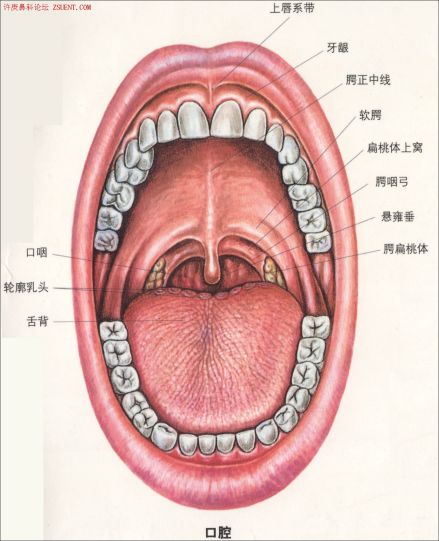 扁桃体