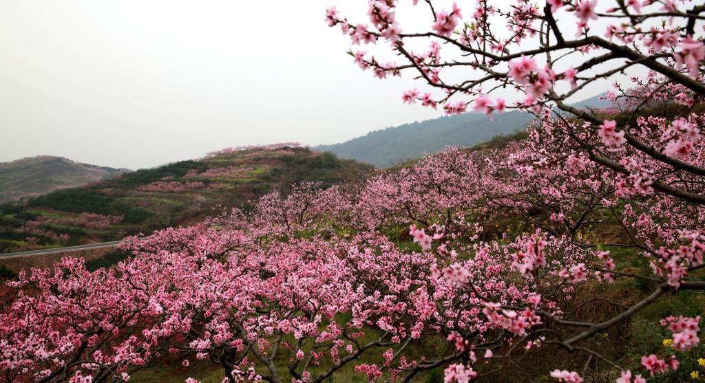 丹棱·桃花源景区