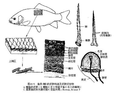 脊椎动物硬骨鱼类