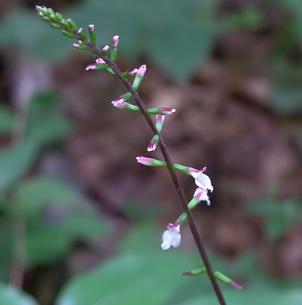 透骨草(图3)