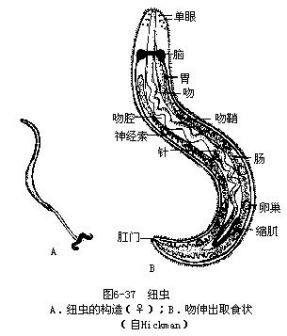 纽形动物解析图