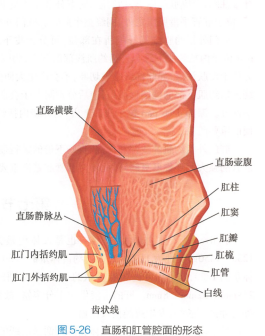 直肠和肛管腔面的形态